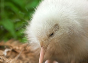 Main thumb manukura the white kiwi