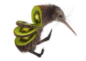 Main thumb kiwi zanni