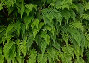 Main thumb fern