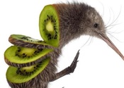 Main thumb kiwi zanni