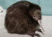 Main thumb kiwi bird pictures