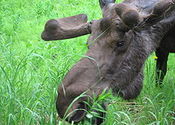 Main thumb 220px bull moose close up feeding on fireweed