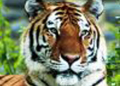 Main thumb 9175 article 7824823260 tiger bite